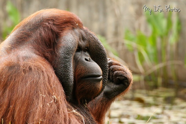 Orangutan thinking a lot