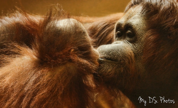 Orangutan mom and baby