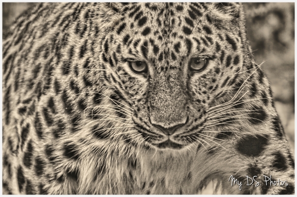 Amur leopard coming!