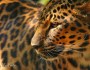Amur Leopard with Tamron&nbsp;150-600mm