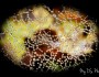 Spider nets and water drops = amazing&nbsp;combination