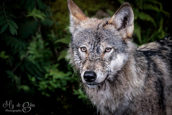 Taken with Canon 70D and Tamron 150-600mm