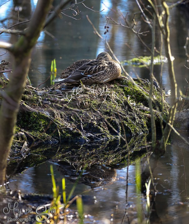 Duck sleeping peacefully