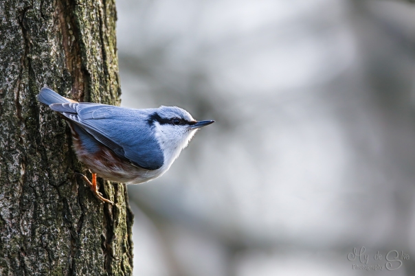 Nuthatch hanging on
