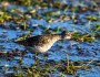 Sandpiper in sunset