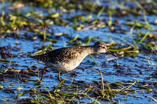 Sandpiper looking for food