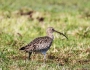 Eurasian Curlew with Tamron 150-600mm