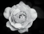 Tamron 90mm – a rose